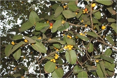 Ficus drupacea var. pubescens